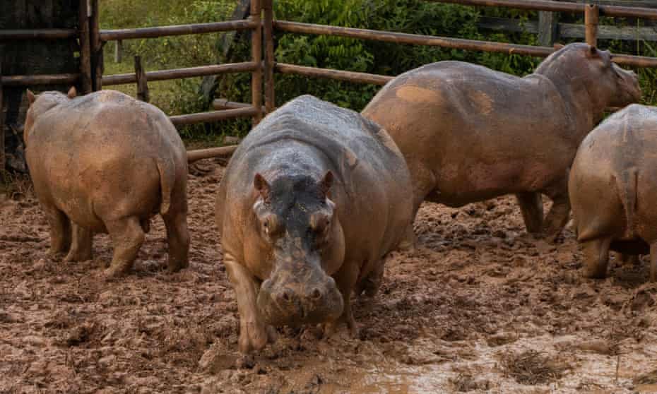 Four hippos wander in a muddy enclosure.