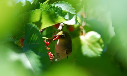 Urban Jungle Saving City Wildlife With Trees Green Roofs And Pools Guardian Sustainable Business The Guardian