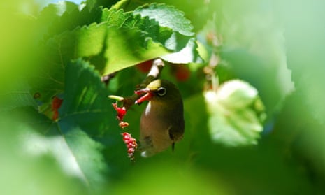 Silvereye, Zosterops lateralis, feeding on mulberries in Canberra, Australian Capital Territory.