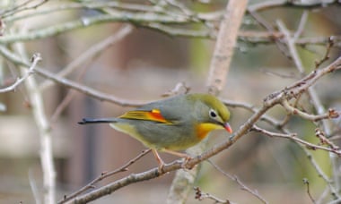 a small brightly coloured bird on a branch