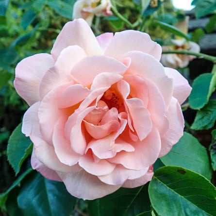 Closeup of a pink schoolgirl Rose.