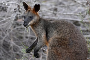 ‘Syd’ the swamp wallaby is released wildlife staff into bushland at Ku-ring-gai Chase national park, New South Wales, Australia