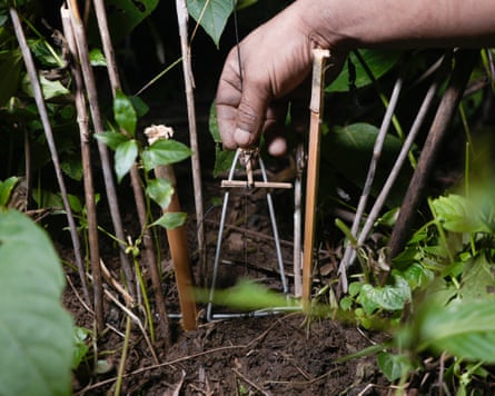 A hand setting a rat trap among plants.
