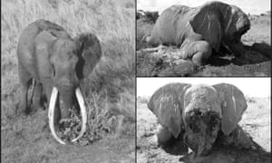 The Tsavo Trust posted on Facebook: ‘With great sadness, we report the death of Satao, one of Tsavo’s most iconic and well-loved tuskers … No longer will Tsavo and Kenya benefit from his mighty presence.’