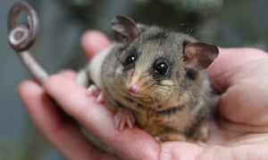 A New Home Could Save The Mountain Pygmy Possum From Global Heating Scientists Say Environment The Guardian
