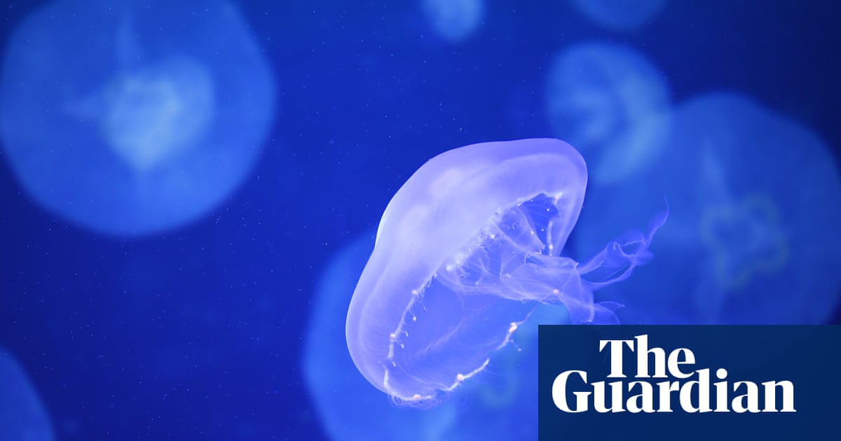 Jellyfish would ‘inevitably’ force nuclear submarines into shutdown if based in Brisbane, expert says