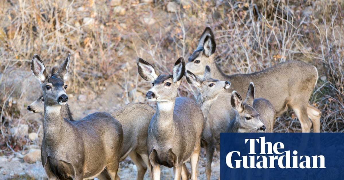 California officials move forward with plans to exterminate mule deer from island