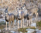 California officials move forward with plans to exterminate mule deer from island