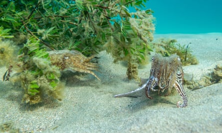 Two small cuttlefish just above the seabed next to a tree