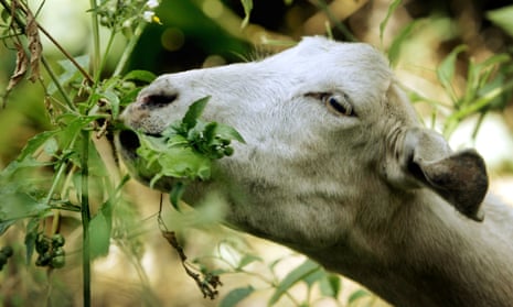 The Nevada City council sees goats as a first wave to tackle problematic vegetation, with humans following up to clear away larger foliage before the wildfire season.