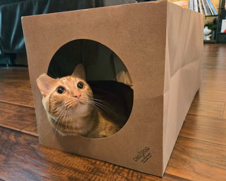 A cat in a Dezi an Roo Hide and Sneak Tunnel