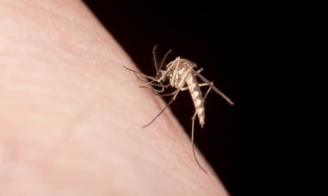 The researchers found a common factor: mosquito magnets had high levels of certain acids on their skin.