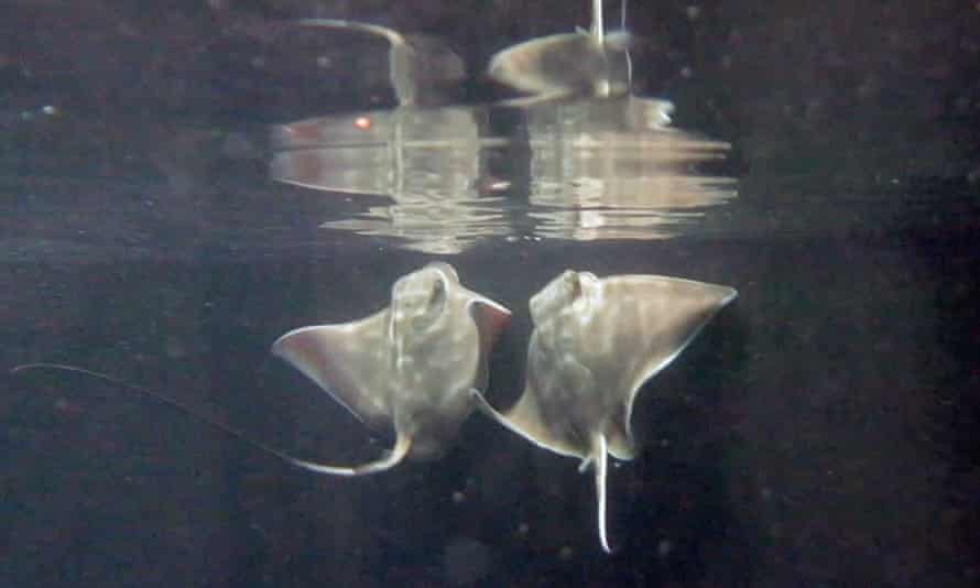 Eagle ray pups born to different mothers Nibble and Spot and housed in the walk-through tunnel display at the SEA Life Kelly Tarlton’s Aquarium in Auckland, New Zealand