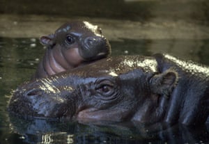 Two pygmy hippos