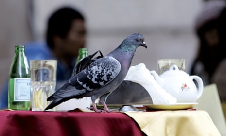 A pigeon on the table of a bar in central Milan