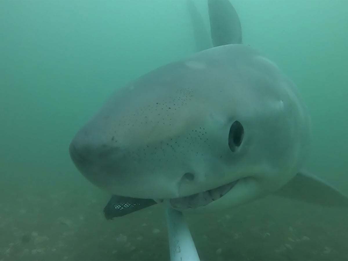 Scientists Investigate Rise In Great White Shark Sightings At Popular New Zealand Holiday Spot New Zealand The Guardian Scientists Investigate Rise In Great White Shark Sightings At Popular New Zealand Holiday Spot New Zealand The Guardian