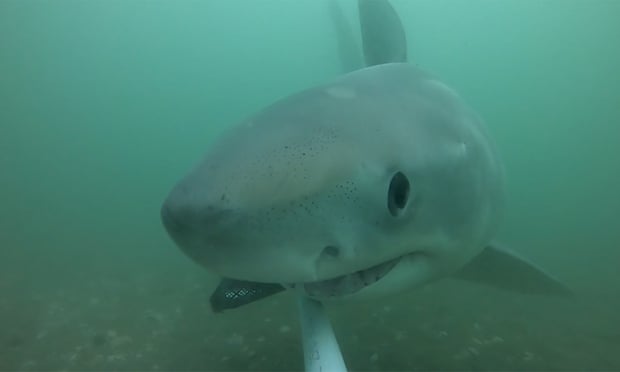 Front on view of a great white shark approaching camera in murky blue-green water