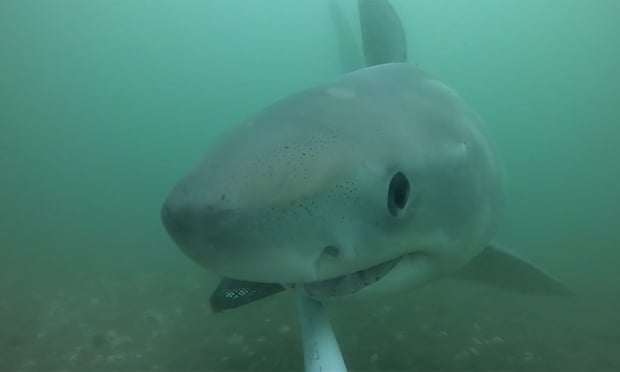 Front on view of a great white shark approaching  camera in murky blue-green water
