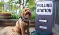 A dog waiting at a polling station