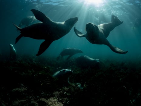 Sea lions around Hopkins Island, South Australia
