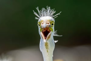 Uma garça se refresca no calor da Flórida com um bater de asas e vibrando rapidamente os músculos da garganta com o bico aberto para regular a temperatura corporal em Orlando, Flórida, EUA.