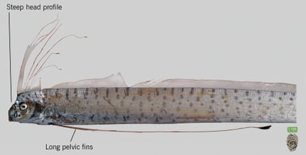 The oarfish is considered the longest bony fish in the world.