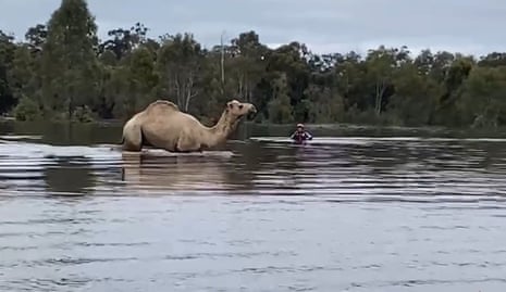 Jina's tame camel rescued from flood near Moama.