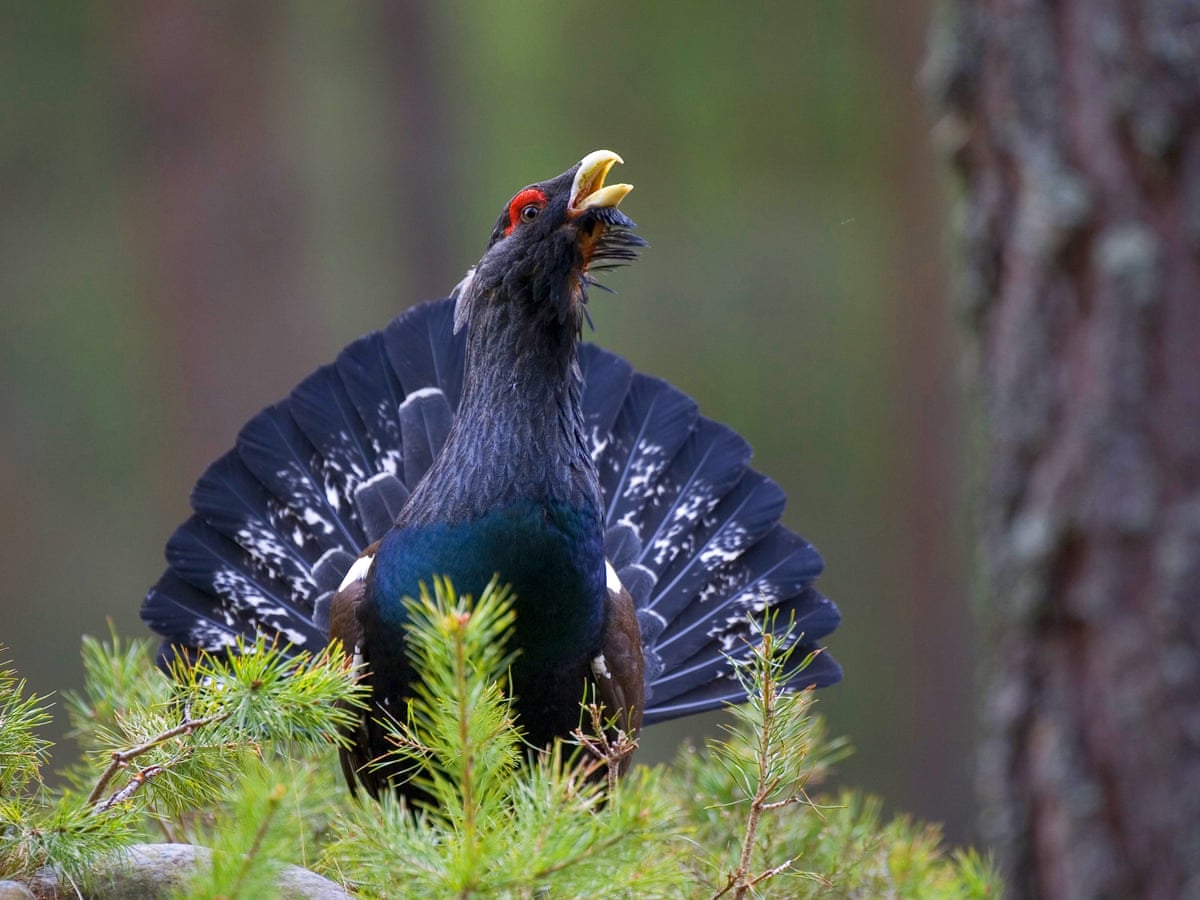 Climate change putting UK wildlife 'increasingly at risk' | Wildlife | The Guardian Climate change putting UK wildlife 'increasingly at risk' | Wildlife | The Guardian