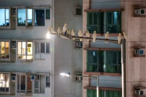 Twelve yellow-crested cockatoos resting on a street lamp.