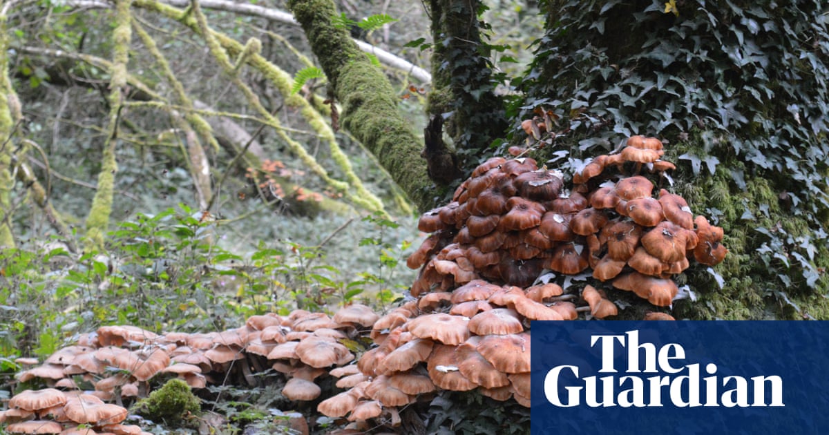 Hot summer and damp autumn cause UK boom in destructive honey fungus