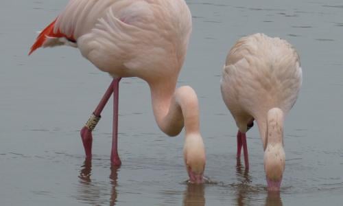 Friendship Groups Could Help Flamingos Stay In The Pink Study