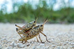 One grasshopper on top of another
