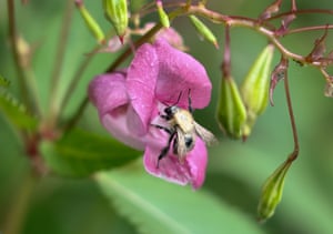 Uma abelha coberta de pólen pousa em uma flor rosa