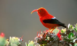 Work by one Landscape Conservation Cooperative helped the i’iwi, an endemic Hawaiian honeycreeper, listed as ‘threatened’ under the federal Endangered Species Act.
