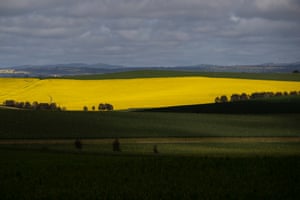 Canola outside Harden-Murrumburrah on the south-western slopes of NSW as the crop come into full bloom.