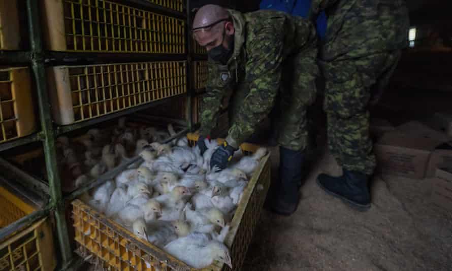 Des membres des Forces armées canadiennes aident à déplacer des poulets dans une ferme à Abbotsford, en Colombie-Britannique