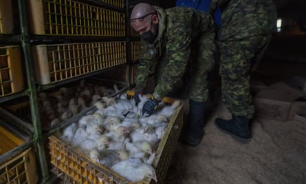 Members of the Canadian armed forces help move chickens at a farm in Abbotsford, British Columbia
