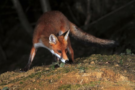 Fox at night UK
