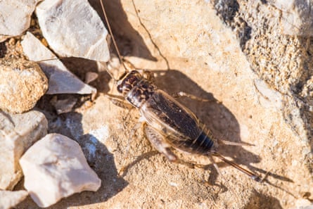 A cricket surrounded by rocks