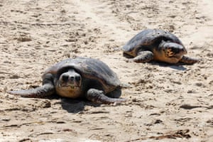 Tartarugas marinhas encontram seu caminho para o Mediterrâneo após serem tratadas por ferimentos no Centro Nacional de Resgate de Tartarugas Marinhas, em Beit Yanai, Netanya, Israel
