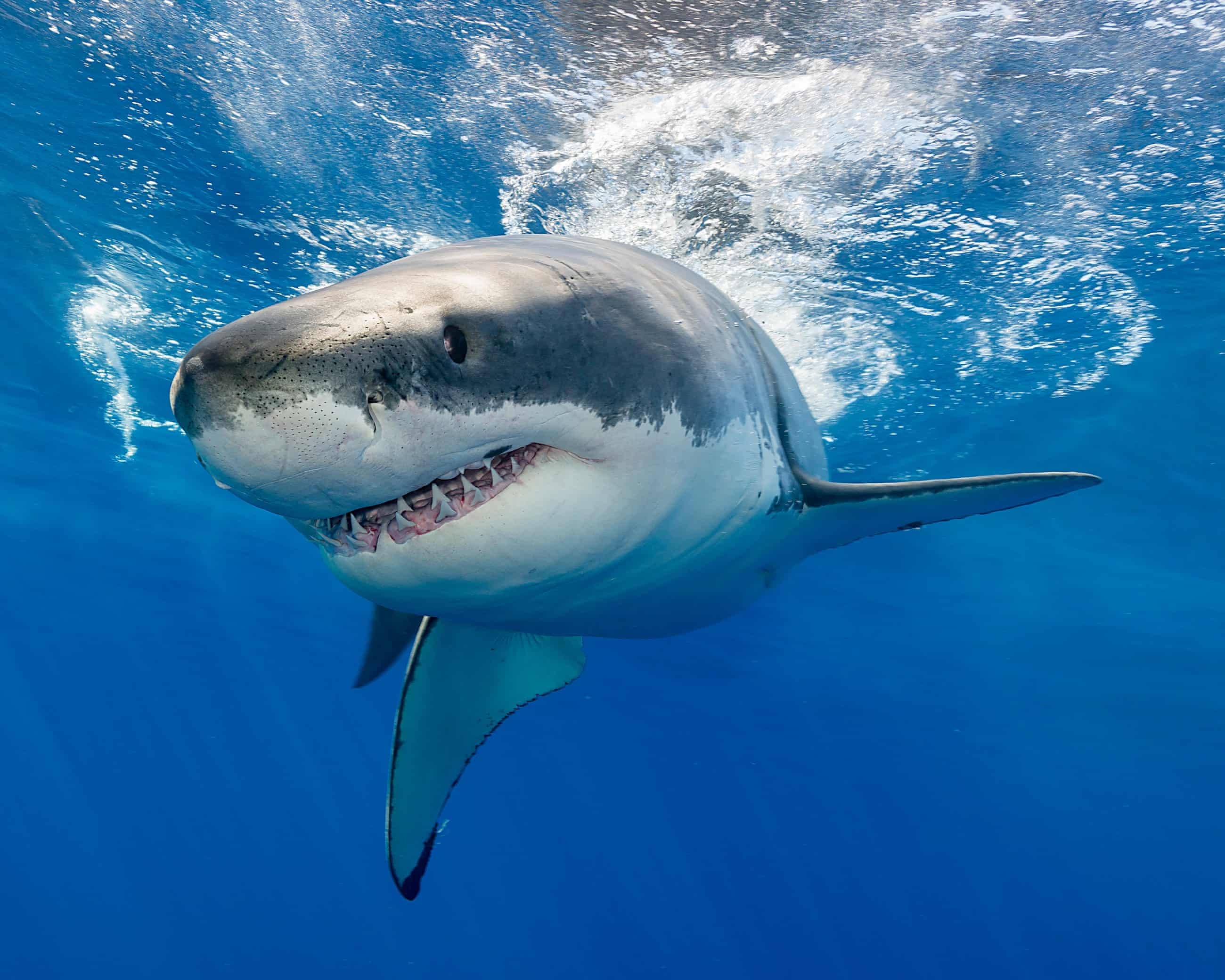 Toothless sharks? Ocean acidification could erode predator’s vital weapon, study finds