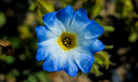 Gros plan d'une fleur à 10 pétales au soleil