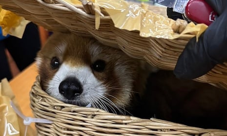 A red panda in a basket