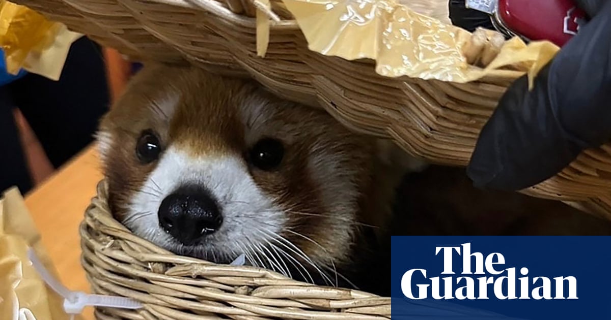 Red panda found in luggage of smuggling suspects at Thailand airport | Illegal wildlife trade
