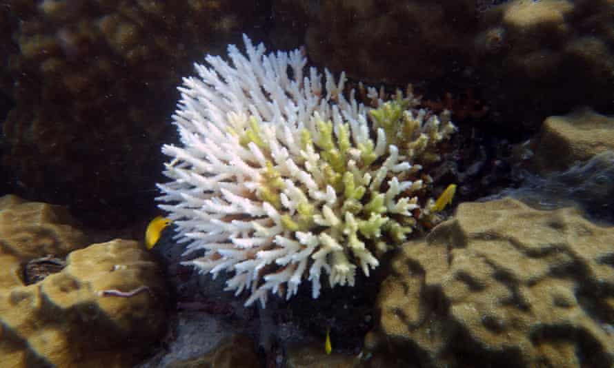 A bleached coral colony on the Great Barrier Reef