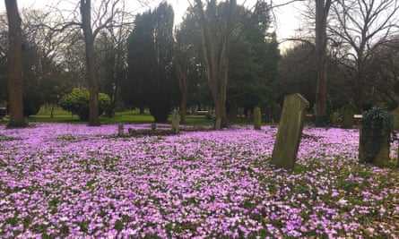 South Ealing Cemetery brighter