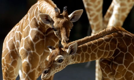 The giraffe’s unusually thick, elastic skin has inspired stretchy support socks.