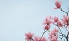 Маринованные магнолии: первые цветы весны съедобны, с сильным пряным оттенком
