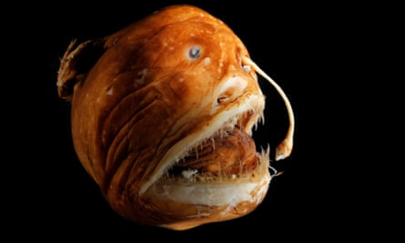 The deep sea anglerfish deploys bioluminescent bacteria in the tip of a long appendage.