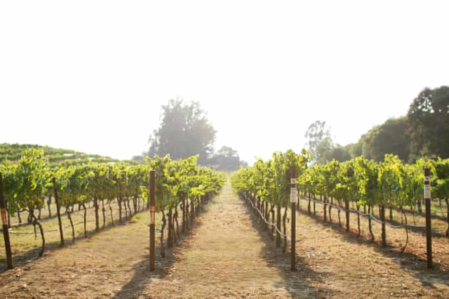 A Napa Valley chardonnay vineyard.